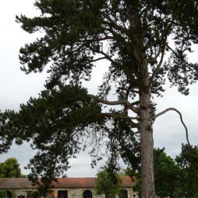 Parc et dépendances du château